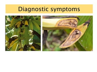 Diagnostic symptoms
 
