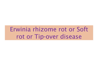Erwinia rhizome rot or Soft
rot or Tip-over disease
 