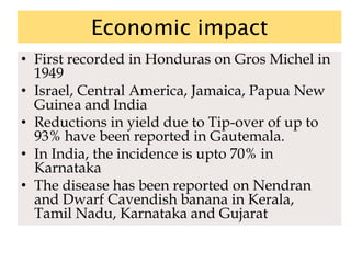 Economic impact
• First recorded in Honduras on Gros Michel in
1949
• Israel, Central America, Jamaica, Papua New
Guinea and India
• Reductions in yield due to Tip-over of up to
93% have been reported in Gautemala.
• In India, the incidence is upto 70% in
Karnataka
• The disease has been reported on Nendran
and Dwarf Cavendish banana in Kerala,
Tamil Nadu, Karnataka and Gujarat
 