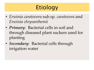 Etiology
• Erwinia caratovora sub.sp. caratovora and
Erwinia chrysanthemii
• Primary: Bacterial cells in soil and
through diseased plant suckers used for
planting
• Secondary: Bacterial cells through
irrigation water
 