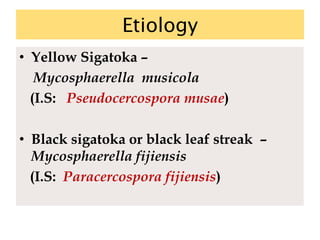 Etiology
• Yellow Sigatoka –
Mycosphaerella musicola
(I.S: Pseudocercospora musae)
• Black sigatoka or black leaf streak –
Mycosphaerella fijiensis
(I.S: Paracercospora fijiensis)
 