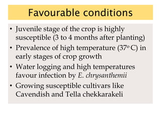 Favourable conditions
• Juvenile stage of the crop is highly
susceptible (3 to 4 months after planting)
• Prevalence of high temperature (37o C) in
early stages of crop growth
• Water logging and high temperatures
favour infection by E. chrysanthemii
• Growing susceptible cultivars like
Cavendish and Tella chekkarakeli
 