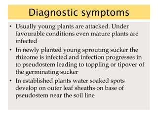 Diagnostic symptoms
• Usually young plants are attacked. Under
favourable conditions even mature plants are
infected
• In newly planted young sprouting sucker the
rhizome is infected and infection progresses in
to pseudostem leading to toppling or tipover of
the germinating sucker
• In established plants water soaked spots
develop on outer leaf sheaths on base of
pseudostem near the soil line
 