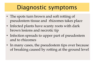 Diagnostic symptoms
• The spots turn brown and soft rotting of
pseudostem tissue and rhizomes takes place
• Infected plants have scanty roots with dark
brown lesions and necrotic tip
• Infection spreads to upper part of pseudostem
and to rhizomes
• In many cases, the pseudostem tips over because
of breaking caused by rotting at the ground level
 