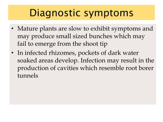 Diagnostic symptoms
• Mature plants are slow to exhibit symptoms and
may produce small sized bunches which may
fail to emerge from the shoot tip
• In infected rhizomes, pockets of dark water
soaked areas develop. Infection may result in the
production of cavities which resemble root borer
tunnels
 