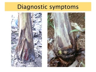 Diagnostic symptoms
 