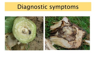 Diagnostic symptoms
 