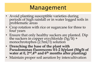 Management
• Avoid planting susceptible varieties during
periods of high rainfall or in water logged soils in
problematic areas
• Crop rotation with rice or sugarcane for three to
four years
• Ensure that only healthy suckers are planted. Dip
the suckers in copper oxychloride (5g/lt) +
monochrotophos (2.5ml/l) solution
• Drenching the base of the plant with
Pseudomonas fluorescens @1-2 lt/plant (50g/lt of
water at 0, 2nd,4th and 6th months after planting)
• Maintain proper soil aeration by intercultivation
 