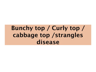 Bunchy top / Curly top /
cabbage top /strangles
disease
 