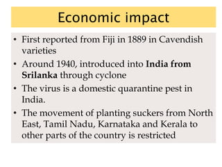Economic impact
• First reported from Fiji in 1889 in Cavendish
varieties
• Around 1940, introduced into India from
Srilanka through cyclone
• The virus is a domestic quarantine pest in
India.
• The movement of planting suckers from North
East, Tamil Nadu, Karnataka and Kerala to
other parts of the country is restricted
 