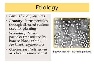 Etiology
• Banana bunchy top virus
• Primary: Virus particles
through diseased suckers
used for planting
• Secondary: Virus
particles transmitted by
banana black aphid,
Pentalonia nigronervosa
• Colocasia esculenta serves
as a latent reservoir host
ssDNA virus with isometric particles
 