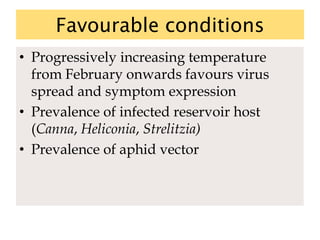 Favourable conditions
• Progressively increasing temperature
from February onwards favours virus
spread and symptom expression
• Prevalence of infected reservoir host
(Canna, Heliconia, Strelitzia)
• Prevalence of aphid vector
 