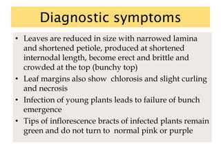 Diagnostic symptoms
• Leaves are reduced in size with narrowed lamina
and shortened petiole, produced at shortened
internodal length, become erect and brittle and
crowded at the top (bunchy top)
• Leaf margins also show chlorosis and slight curling
and necrosis
• Infection of young plants leads to failure of bunch
emergence
• Tips of inflorescence bracts of infected plants remain
green and do not turn to normal pink or purple
 