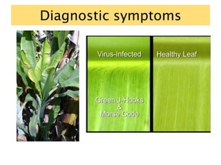 Diagnostic symptoms
 