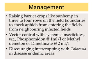 Management
• Raising barrier crops like sunhemp in
three to four rows on the field boundaries
to check aphids from entering the fields
from neighbouring infected fields
• Vector control with systemic insecticides,
viz., Phosphomidon @ 1ml/l or Methyl
demeton or Dimethoate @ 2 ml/l
• Discouraging intercropping with Colocasia
in disease endemic areas
 