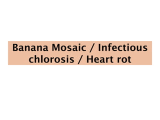 Banana Mosaic / Infectious
chlorosis / Heart rot
 