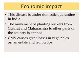 Economic impact
• This disease is under domestic quarantine
in India.
• The movement of planting suckers from
Gujarat and Maharashtra to other parts of
the country is banned
• CMV causes great losses in vegetables,
ornamentals and fruit crops
 