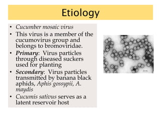 Etiology
• Cucumber mosaic virus
• This virus is a member of the
cucumovirus group and
belongs to bromoviridae.
• Primary: Virus particles
through diseased suckers
used for planting
• Secondary: Virus particles
transmitted by banana black
aphids, Aphis gossypii, A.
maydis
• Cucumis sativus serves as a
latent reservoir host
 
