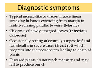 Diagnostic symptoms
• Typical mosaic-like or discontinuous linear
streaking in bands extending from margin to
midrib running parallel to veins (Mosaic)
• Chlorosis of newly emerged leaves (Infectious
chlorosis)
• Occasionally rotting of central youngest leaf and
leaf sheaths in severe cases (Heart rot) which
progress into the pseudostem leading to death of
plants
• Diseased plants do not reach maturity and may
fail to produce bunch
 