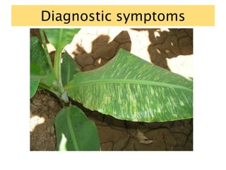 Diagnostic symptoms
 
