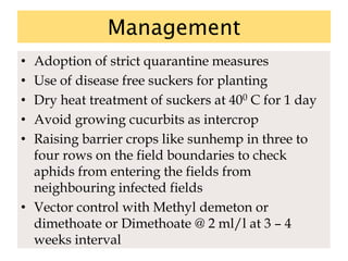Management
• Adoption of strict quarantine measures
• Use of disease free suckers for planting
• Dry heat treatment of suckers at 400 C for 1 day
• Avoid growing cucurbits as intercrop
• Raising barrier crops like sunhemp in three to
four rows on the field boundaries to check
aphids from entering the fields from
neighbouring infected fields
• Vector control with Methyl demeton or
dimethoate or Dimethoate @ 2 ml/l at 3 – 4
weeks interval
 