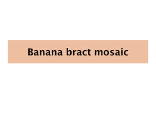 Banana bract mosaic
 