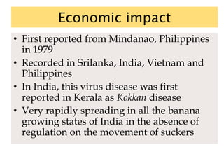 Economic impact
• First reported from Mindanao, Philippines
in 1979
• Recorded in Srilanka, India, Vietnam and
Philippines
• In India, this virus disease was first
reported in Kerala as Kokkan disease
• Very rapidly spreading in all the banana
growing states of India in the absence of
regulation on the movement of suckers
 