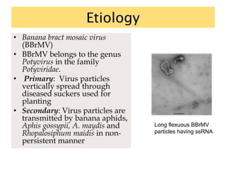 Etiology
• Banana bract mosaic virus
(BBrMV)
• BBrMV belongs to the genus
Potyvirus in the family
Potyviridae.
• Primary: Virus particles
vertically spread through
diseased suckers used for
planting
• Secondary: Virus particles are
transmitted by banana aphids,
Aphis gossypii, A. maydis and
Rhopalosiphum maidis in non-
persistent manner
Long flexuous BBrMV
particles having ssRNA
 