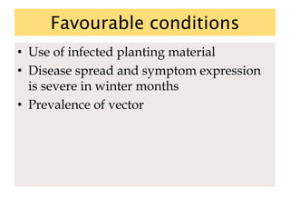 Favourable conditions
• Use of infected planting material
• Disease spread and symptom expression
is severe in winter months
• Prevalence of vector
 