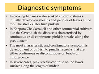 Diagnostic symptoms
• In cooking bananas water soaked chlorotic streaks
initially develop on sheaths and petioles of leaves at the
top. The streaks later turn pinkish
• In Karpura Chakkerakeli and other commercial cultivars
like the Cavendish the disease is characterised by
continuous or discontinuous pinkish streaks along the
pseudostem
• The most characteristic and confirmatory symptom is
development of pinkish to purplish streaks that are
either continuous or discontinuous on bracts of
inflorescence
• In severe cases, pink streaks continue on the lower
surface along the length of midrib
 