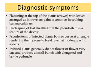 Diagnostic symptoms
• Flattening at the top of the plants (crown) with leaves
arranged as in travelers palm is common in cooking
banana cultivars
• Unclasping of leaf sheaths from the pseudostem is a
feature of the disease
• Pseudostems of infected plants bow or curve at an angle
rendering them prone to break even at moderate wind
speeds
• Infected plants generally do not flower or flower very
late and produce a small bunch with elongated and
brittle peduncle
 