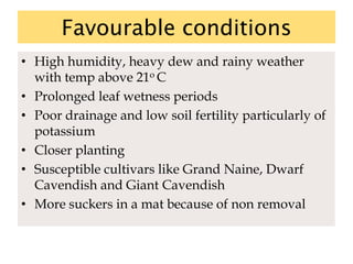 Favourable conditions
• High humidity, heavy dew and rainy weather
with temp above 21o C
• Prolonged leaf wetness periods
• Poor drainage and low soil fertility particularly of
potassium
• Closer planting
• Susceptible cultivars like Grand Naine, Dwarf
Cavendish and Giant Cavendish
• More suckers in a mat because of non removal
 