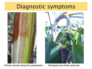 Diagnostic symptoms
Pinkish streaks along the pseudostem Elongated and brittle peduncle
 