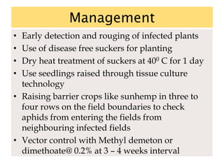 Management
• Early detection and rouging of infected plants
• Use of disease free suckers for planting
• Dry heat treatment of suckers at 400 C for 1 day
• Use seedlings raised through tissue culture
technology
• Raising barrier crops like sunhemp in three to
four rows on the field boundaries to check
aphids from entering the fields from
neighbouring infected fields
• Vector control with Methyl demeton or
dimethoate@ 0.2% at 3 – 4 weeks interval
 