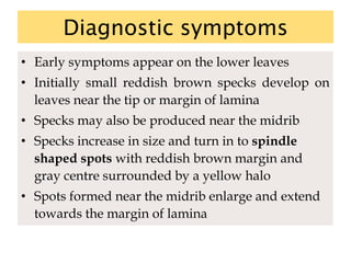 Diagnostic symptoms
• Early symptoms appear on the lower leaves
• Initially small reddish brown specks develop on
leaves near the tip or margin of lamina
• Specks may also be produced near the midrib
• Specks increase in size and turn in to spindle
shaped spots with reddish brown margin and
gray centre surrounded by a yellow halo
• Spots formed near the midrib enlarge and extend
towards the margin of lamina
 