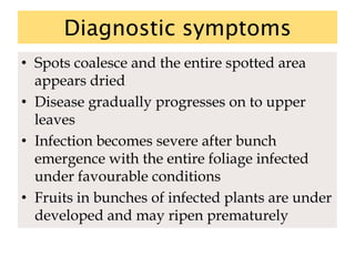 Diagnostic symptoms
• Spots coalesce and the entire spotted area
appears dried
• Disease gradually progresses on to upper
leaves
• Infection becomes severe after bunch
emergence with the entire foliage infected
under favourable conditions
• Fruits in bunches of infected plants are under
developed and may ripen prematurely
 