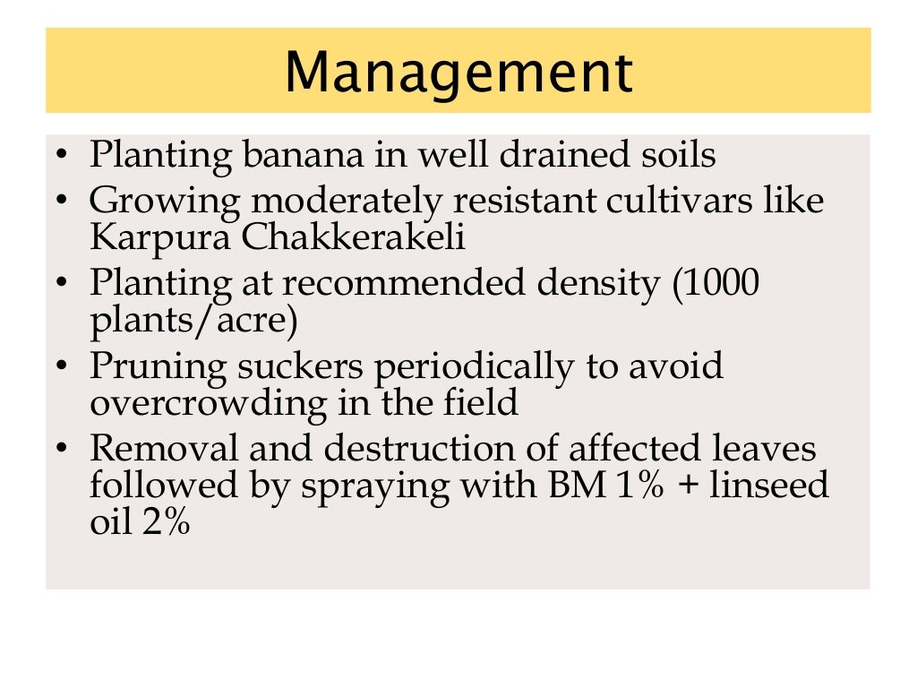 Banana diseases