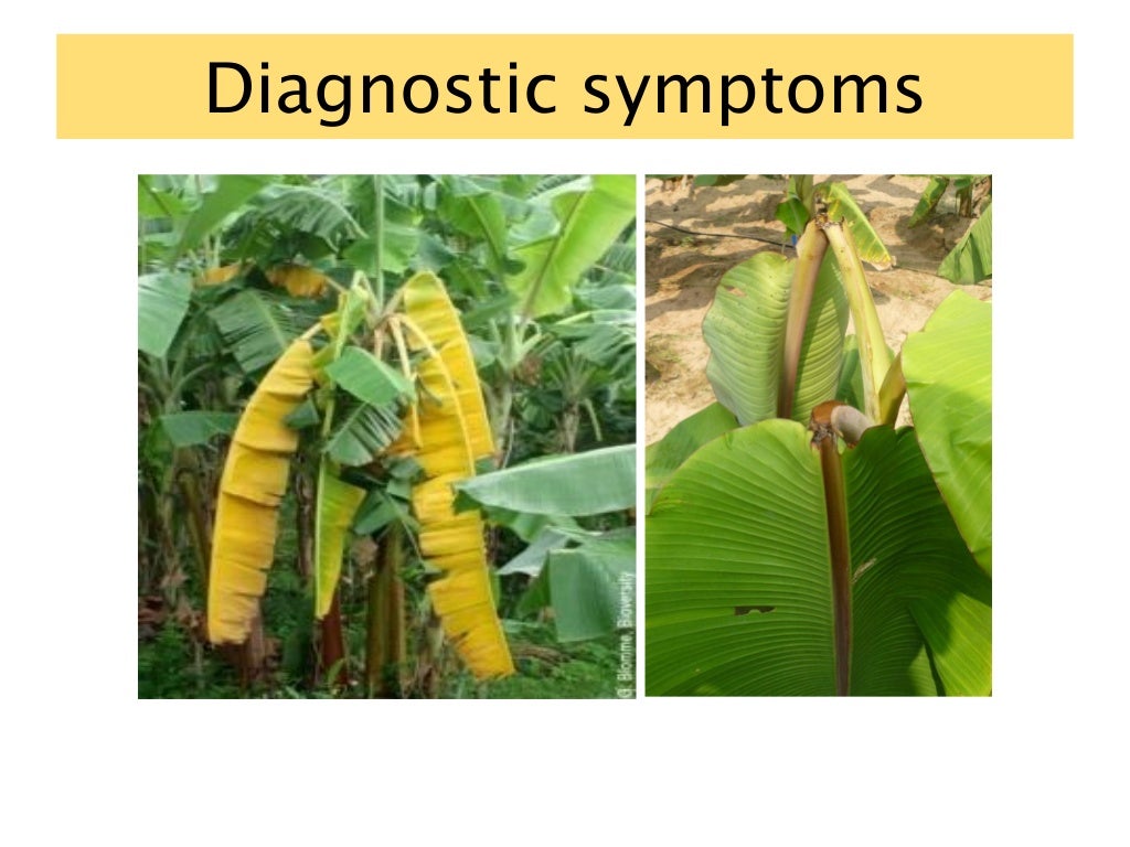 Banana diseases