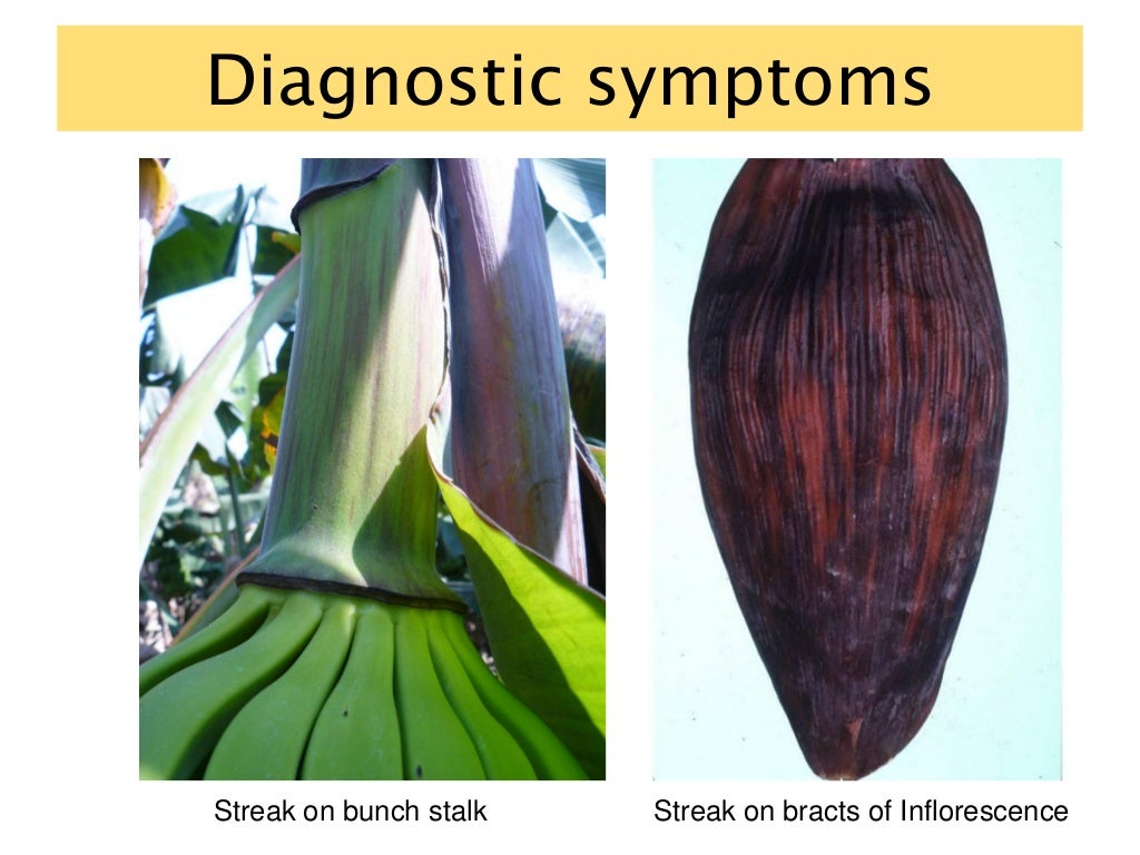 Banana diseases