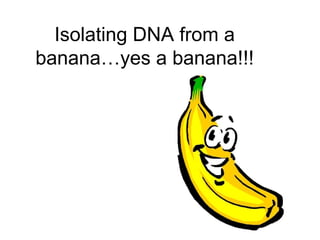Isolating DNA from a
banana…yes a banana!!!
 