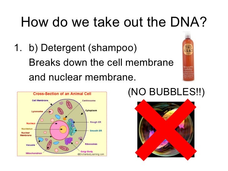 Banana Dna Lab Isolating Dna From A Banana Activity