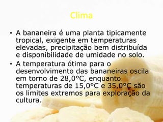 Clima
• A bananeira é uma planta tipicamente
tropical, exigente em temperaturas
elevadas, precipitação bem distribuída
e disponibilidade de umidade no solo.
• A temperatura ótima para o
desenvolvimento das bananeiras oscila
em torno de 28,0°C, enquanto
temperaturas de 15,0°C e 35,0°C são
os limites extremos para exploração da
cultura.
 