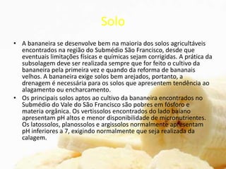 Solo
• A bananeira se desenvolve bem na maioria dos solos agricultáveis
encontrados na região do Submédio São Francisco, desde que
eventuais limitações físicas e químicas sejam corrigidas. A prática da
subsolagem deve ser realizada sempre que for feito o cultivo da
bananeira pela primeira vez e quando da reforma de bananais
velhos. A bananeira exige solos bem arejados, portanto, a
drenagem é necessária para os solos que apresentem tendência ao
alagamento ou encharcamento.
• Os principais solos aptos ao cultivo da bananeira encontrados no
Submédio do Vale do São Francisco são pobres em fósforo e
materia orgânica. Os vertissolos encontrados do lado baiano
apresentam pH altos e menor disponibilidade de micronutrientes.
Os latossolos, planossolos e argissolos normalmente apresentam
pH inferiores a 7, exigindo normalmente que seja realizada da
calagem.
 