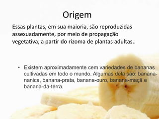 Origem
• Existem aproximadamente cem variedades de bananas
cultivadas em todo o mundo. Algumas dela são: banana-
nanica, banana-prata, banana-ouro, banana-maçã e
banana-da-terra.
Essas plantas, em sua maioria, são reproduzidas
assexuadamente, por meio de propagação
vegetativa, a partir do rizoma de plantas adultas..
 