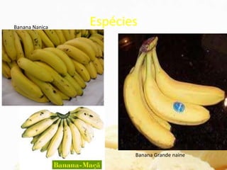 Espécies
Banana prata
Banana Ouro
Banana da terra
Banana Grande naine
Banana Nanica
 