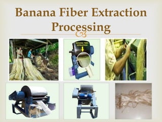 
Banana Fiber Extraction
Processing
 
