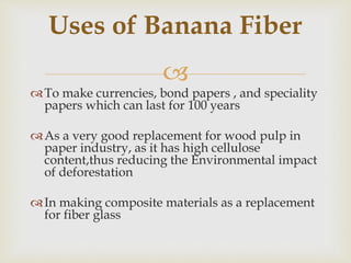
To make currencies, bond papers , and speciality
papers which can last for 100 years
As a very good replacement for wood pulp in
paper industry, as it has high cellulose
content,thus reducing the Environmental impact
of deforestation
In making composite materials as a replacement
for fiber glass
Uses of Banana Fiber
 