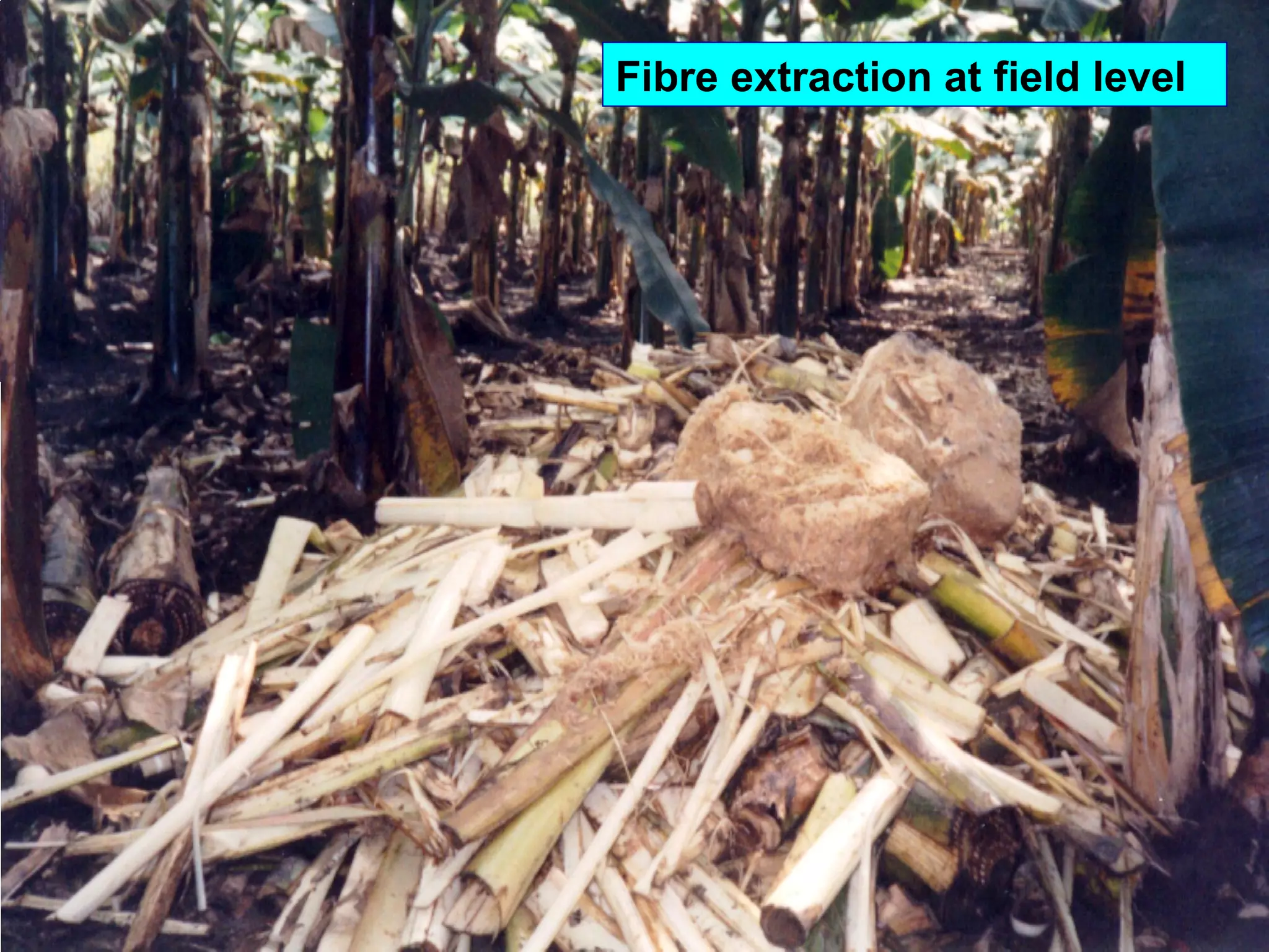 Fibre extraction at field level
 