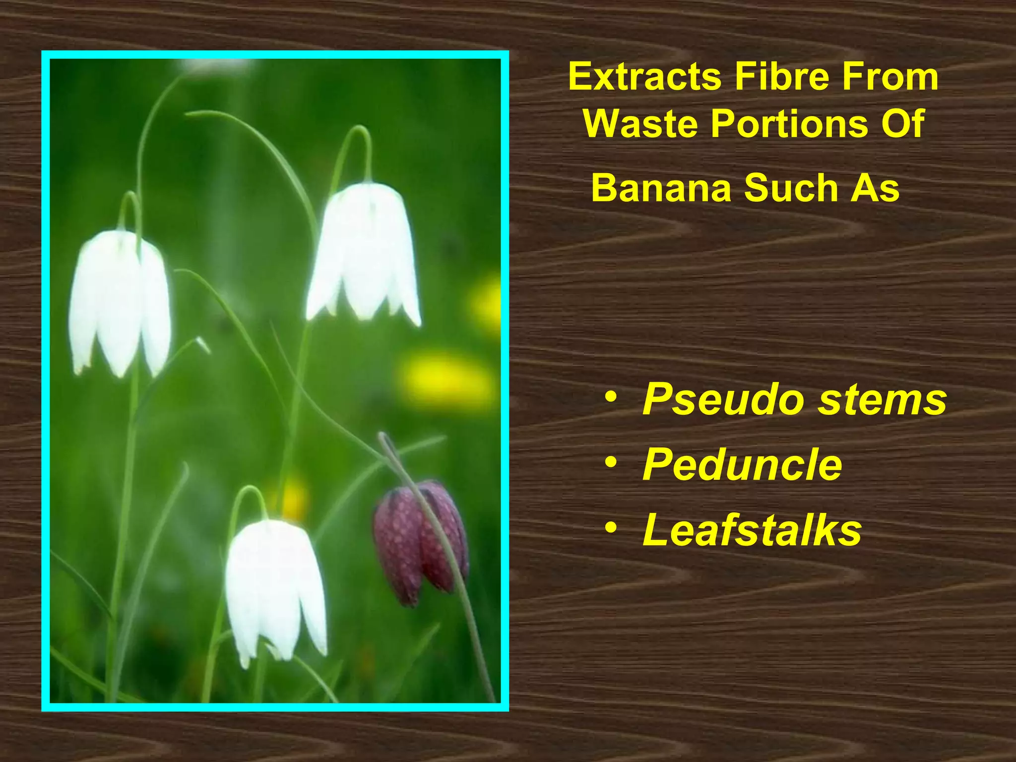 • Pseudo stems
• Peduncle
• Leafstalks
Extracts Fibre From
Waste Portions Of
Banana Such As
 