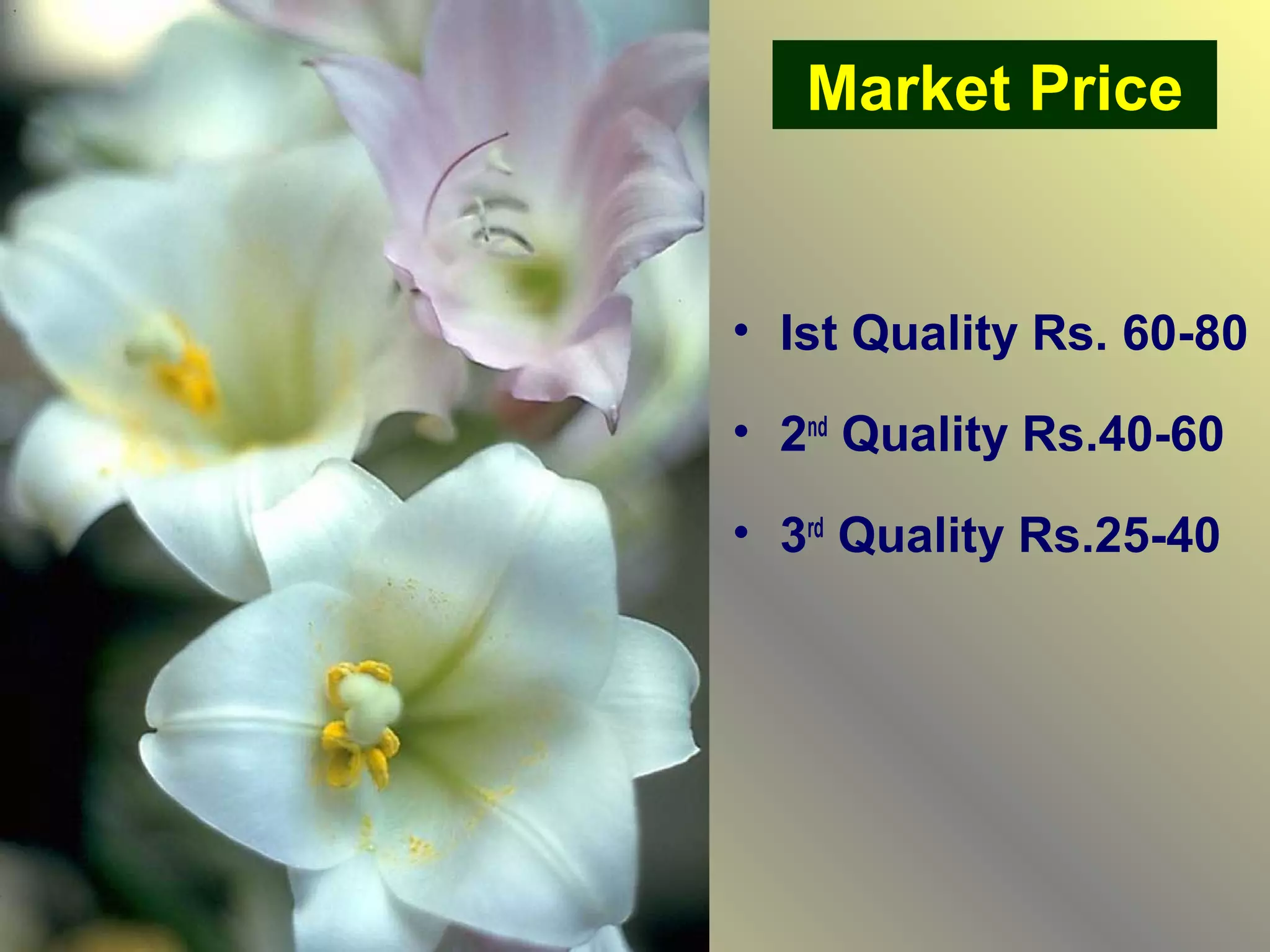 Market Price
• Ist Quality Rs. 60-80
• 2nd
Quality Rs.40-60
• 3rd
Quality Rs.25-40
 